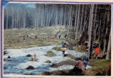 Wycieczka PTTK do Sudetów i Beskidów w 1998r. Członkowie przechodzą przez fragment wyciętego lasu.